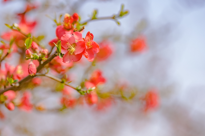 驻马店西平海棠蓓蕾初绽放新上红妆最芬芳