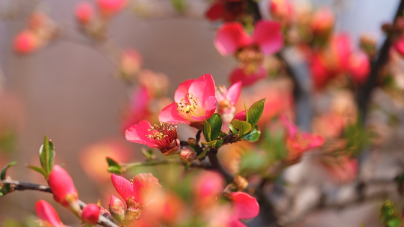 "此时的西平,海棠花开,皆是美好;春色温柔,时光不老.