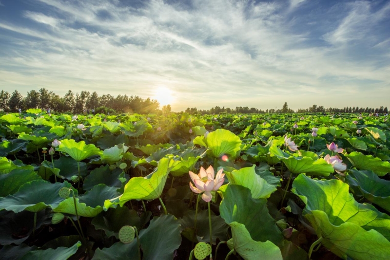 驻马店平舆:"生态颜值"变"经济产值"---河南文明网