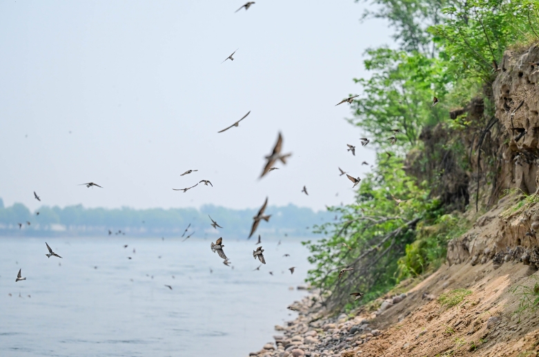 崖沙燕翔集洛阳黄河湿地