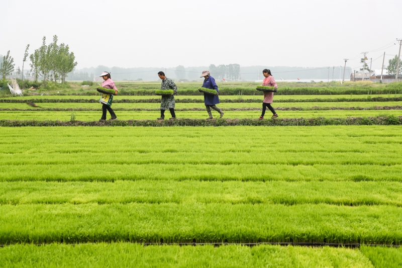 水稻育秧忙---河南文明网