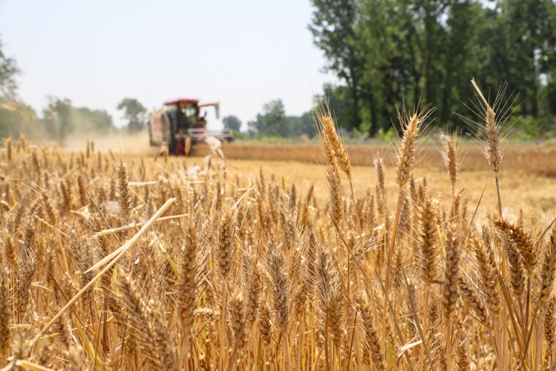 驻马店正阳:小麦收割忙