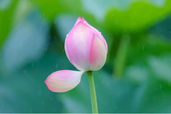 雨中荷花入画来