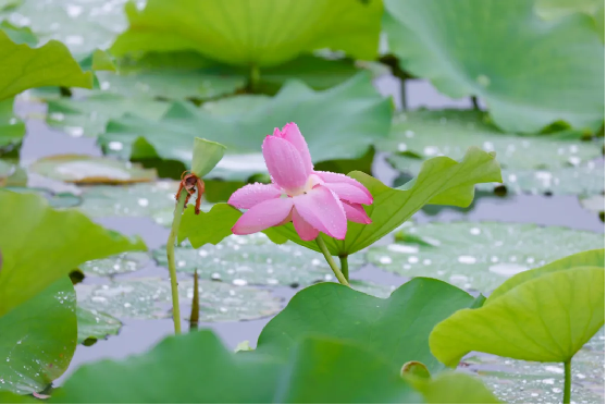 雨中荷花入画来